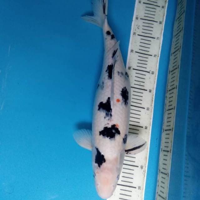 Bekko 50 cm