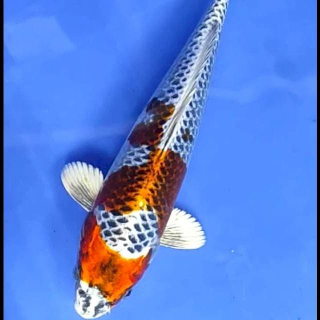 KUJAKU # 29CM