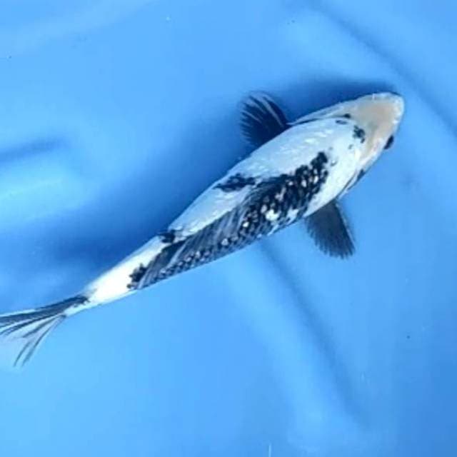 SHIRO GINRIN # 29CM