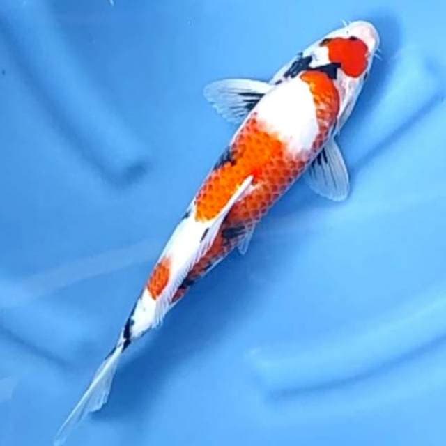 MARUTEN SHOWA # 34CM