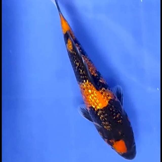 SHOWA GINRIN # 20CM