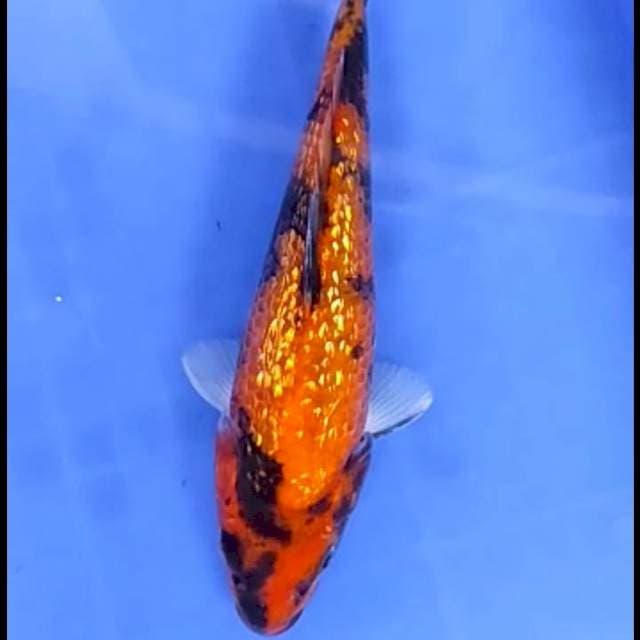 SHOWA GINRIN # 21CM