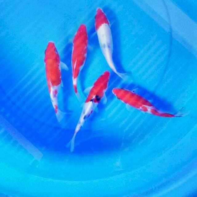 Mix koi 17-18 cm