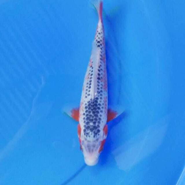 Asagi 25 cm