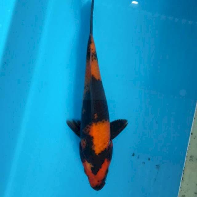 Sam's 01 Hiutsuri 22 cm