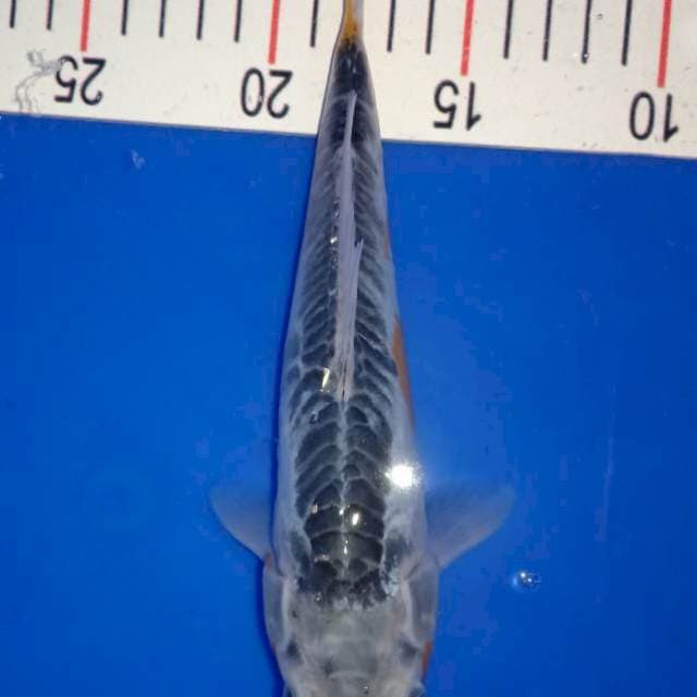 Shusui 25cm