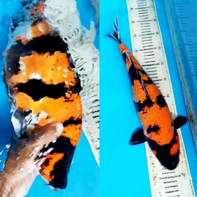 Hi showa jumbo munuk doit aragoke 41cm