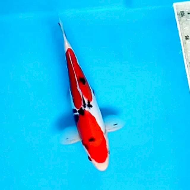 Sanke strong doitsu murni jantan 29cm