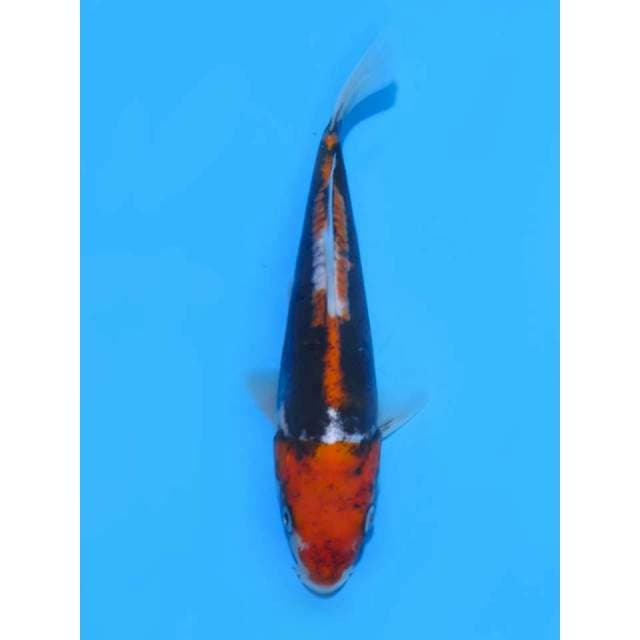 Beni Kumonryu - 18cm Male