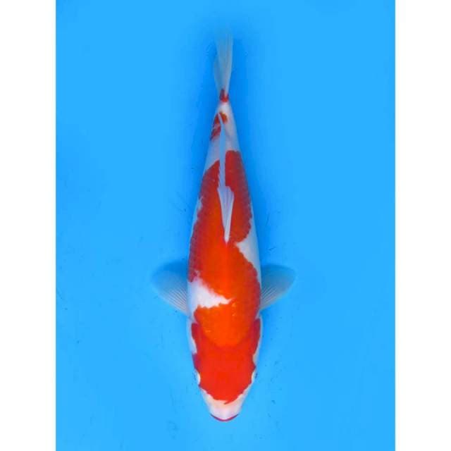 Kohaku Bulky - 30cm Male