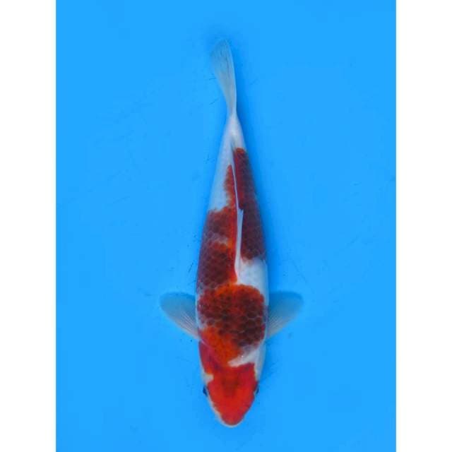 Ai Goromo - 28cm Male