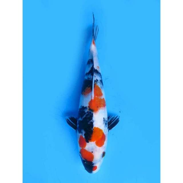 Kindai Showa - 29cm Female