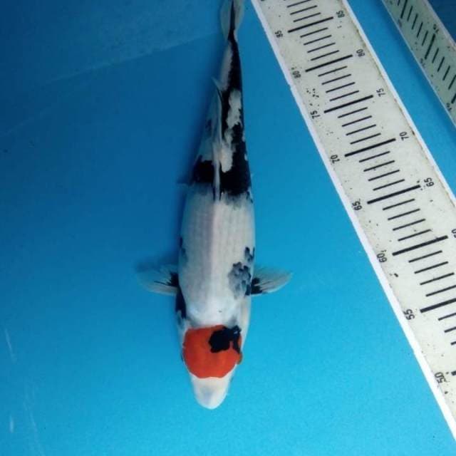 Tancho Showa 39 cm