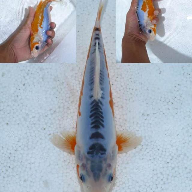 Sushui 21cm