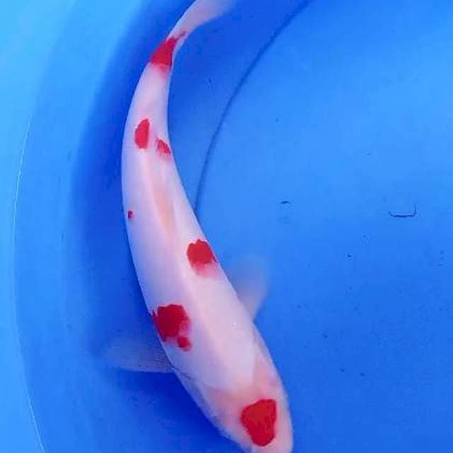 Sakura 27 cm