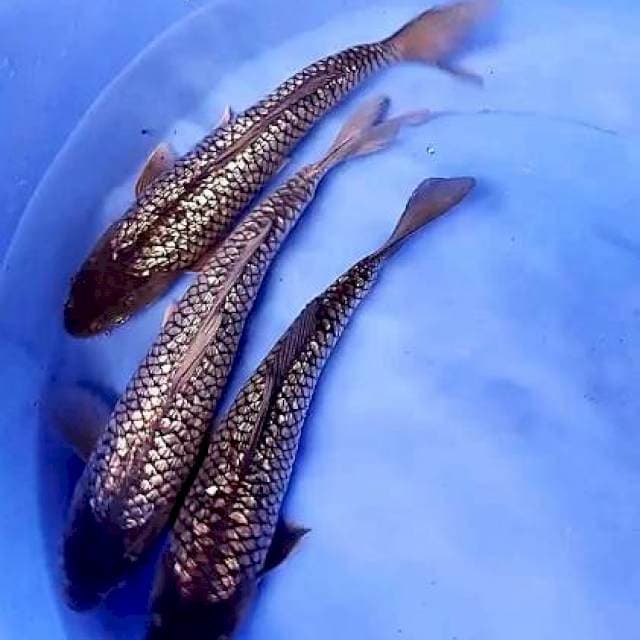 Soragin 30 cm