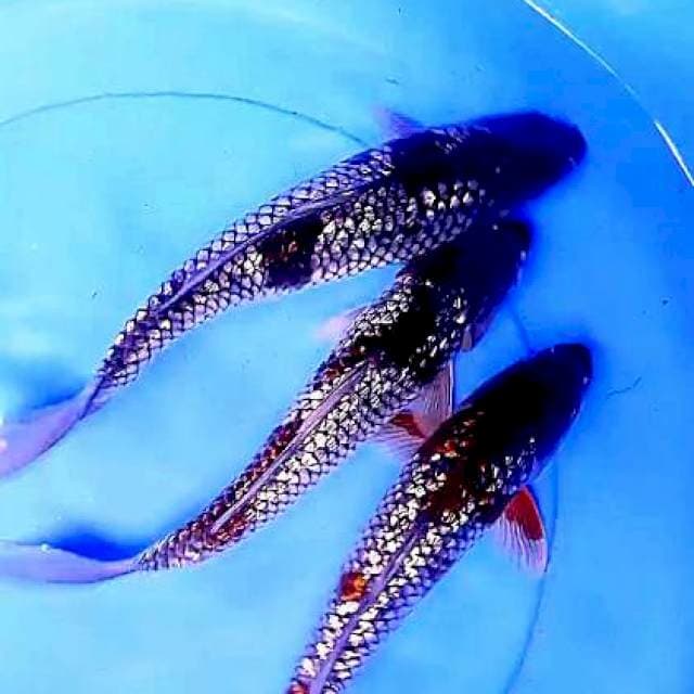 Uchiba sigure ginrin 30 cm