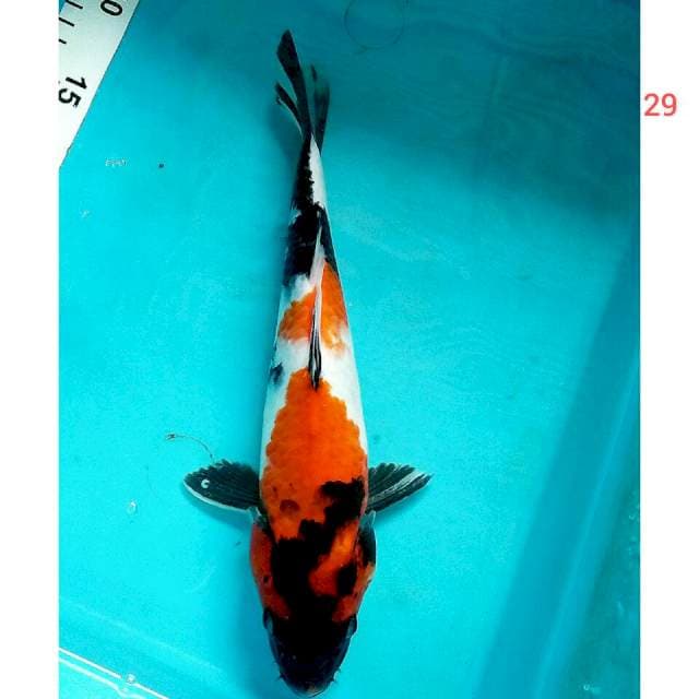 Showa /29cm