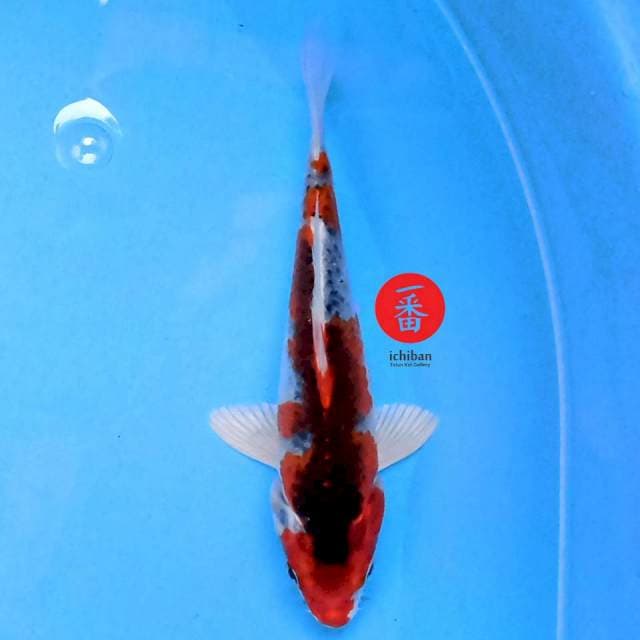 Kujaku 17 cm