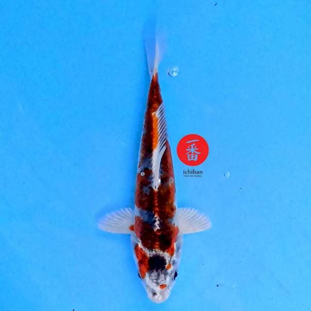 Kujaku 17 cm
