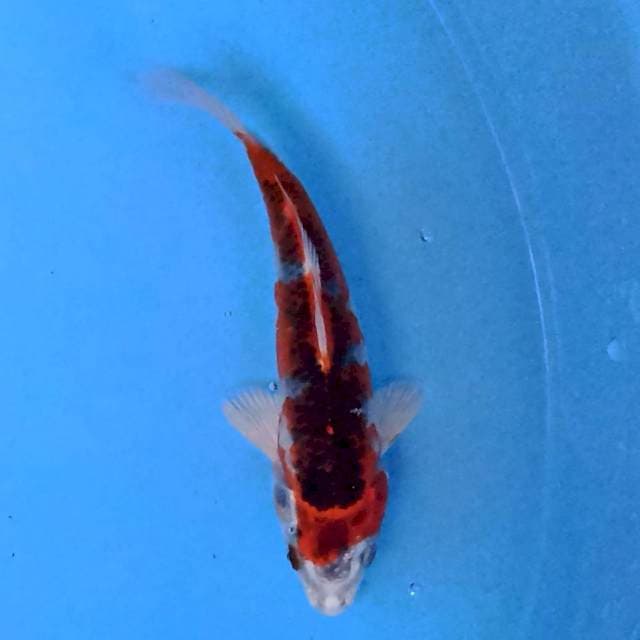 Kujaku 16cm