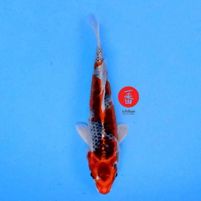 Kujaku 16 cm