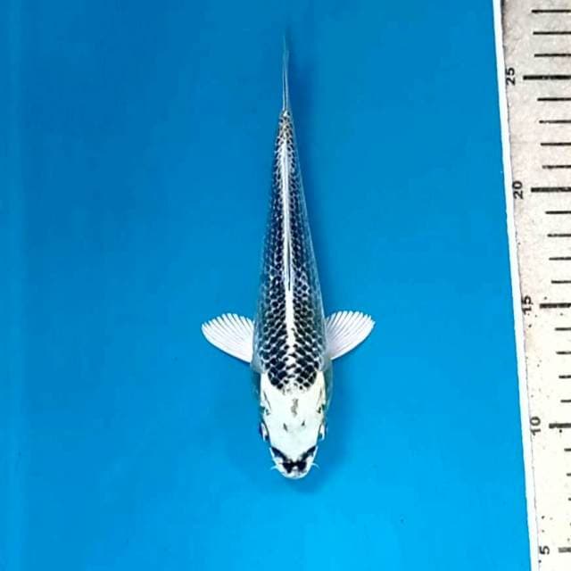 Gin matsuba, 19 cm