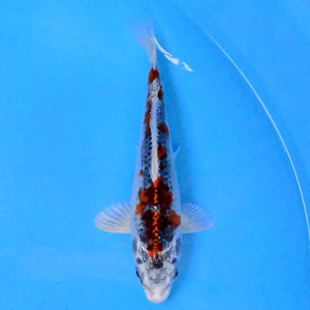 Kujaku 18cm