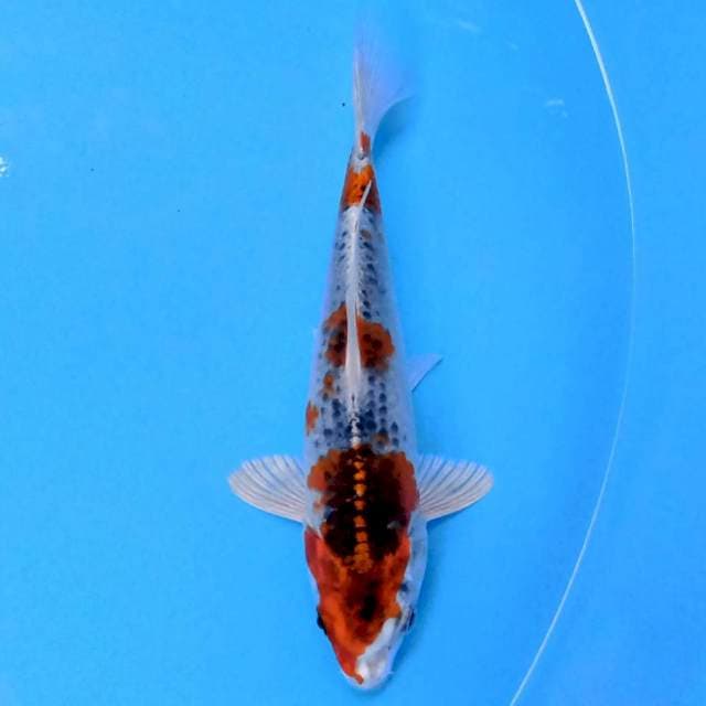 Kujaku 18cm