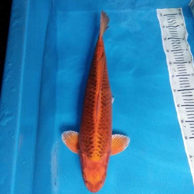 Kin matsuba 54 cm