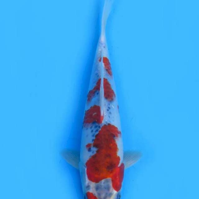 Goshiki 23cm