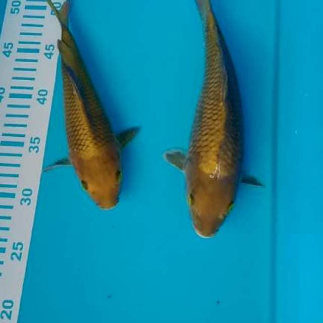 Cagoi Midori 2527cm