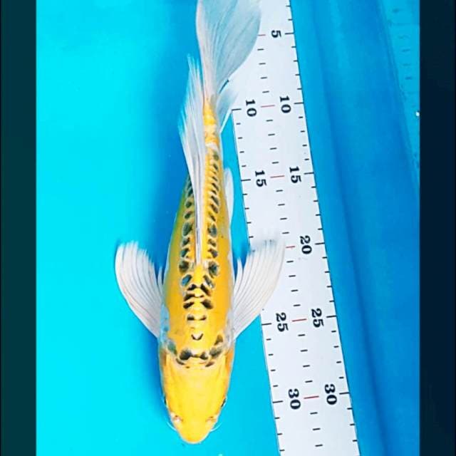 Kumpay yellow kiko 32cm male