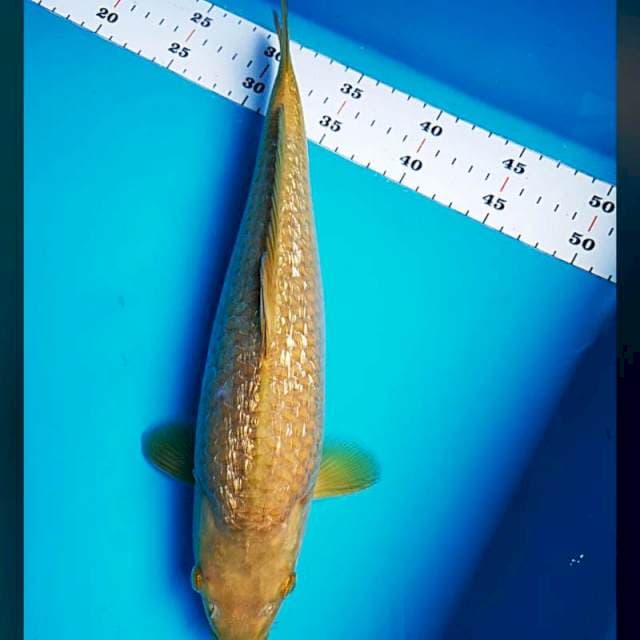 Karashi coklat ginrin 34cm male