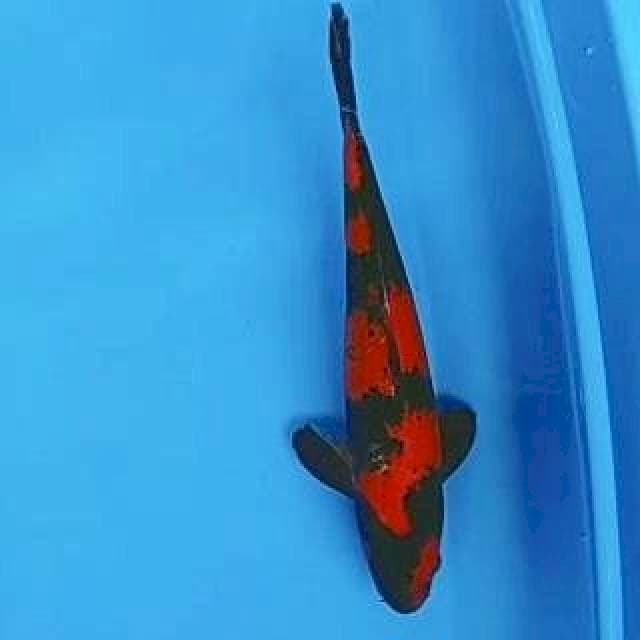 Hi utsuri SQ 37cm male