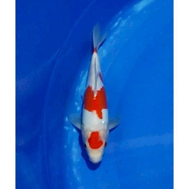 Maruten Kohaku Doitsu Original Patern 23cm
