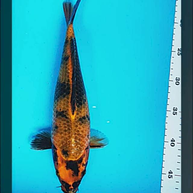 Kage utsuri 32cm