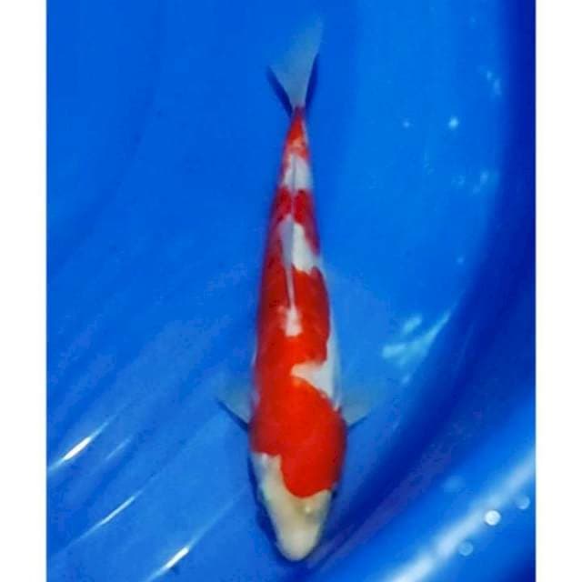 Inazuma Kohaku Aragoke Original 23cm