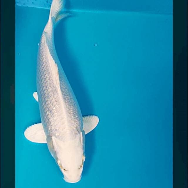 Platinum punuk 32cm