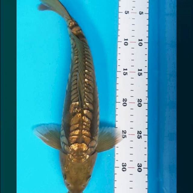 Naga air gold 34cm male