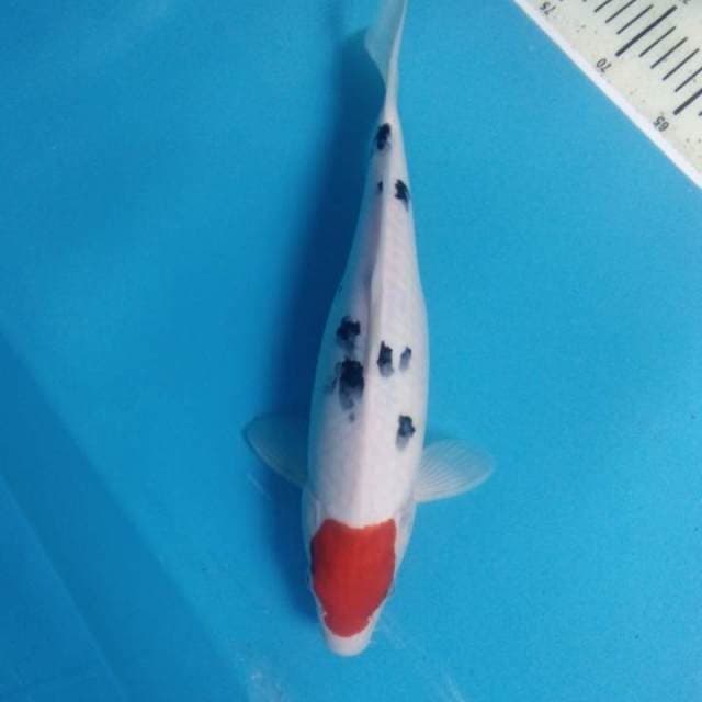 Tancho Sanke 36 cm