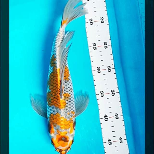 Kumpay ochiba kogane 31cm male