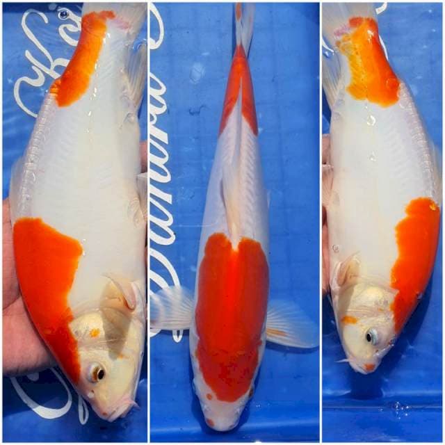 27cm kohaku doit
