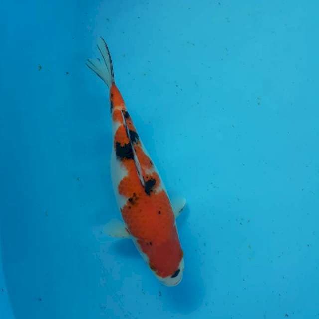 Sanke 30 cm
