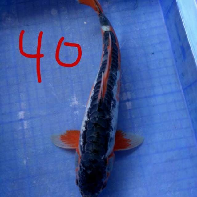SANGAR40