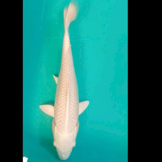 Platinum Bersih 33cm