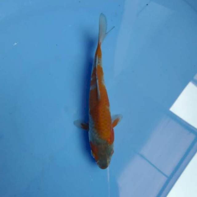 Kucibeni ochiba