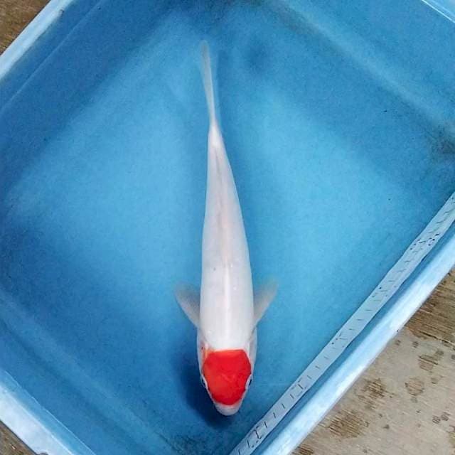 32cm