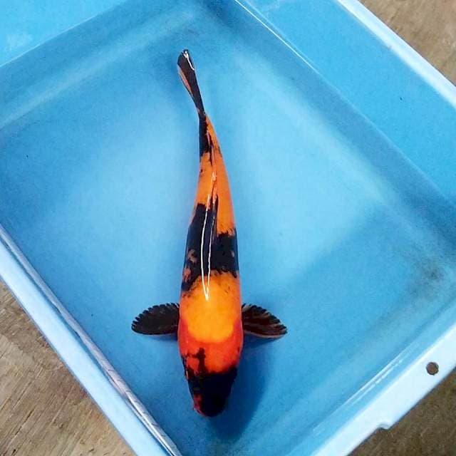 Utsuri 35cm