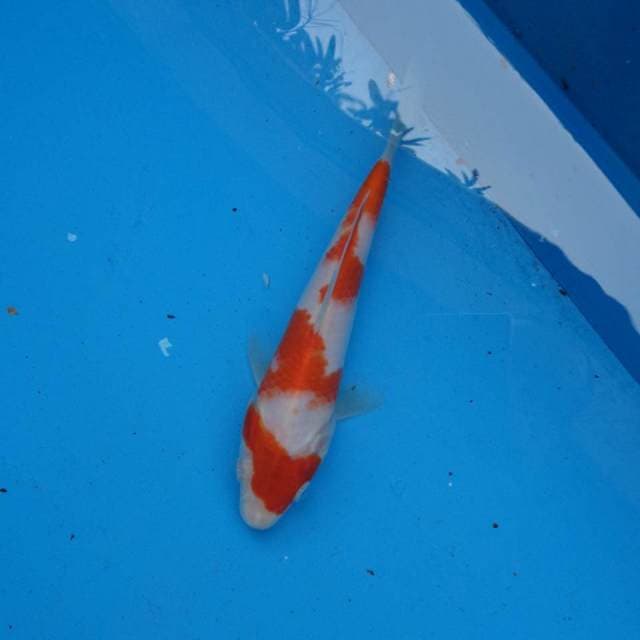 Kohaku Ori F1